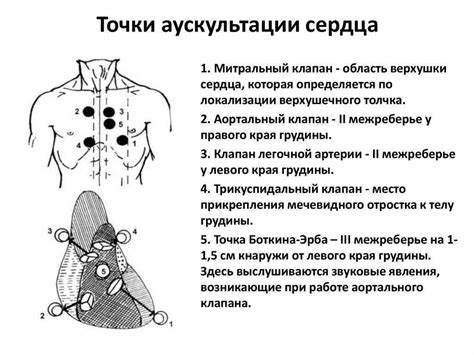 Техника аускультации