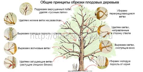 Техника обрезки для улучшения роста