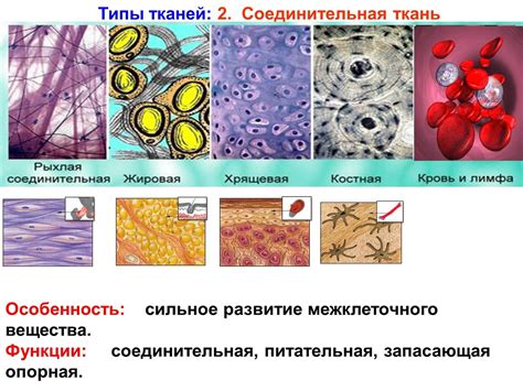 Технологии регенерации тканей и клеток