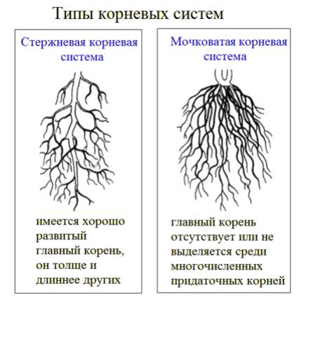 Типы и длина корней