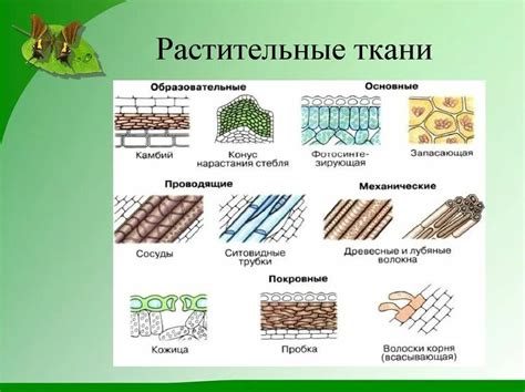 Типы тканей и их особенности