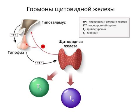 Тиреотропный гормон: роль в организме