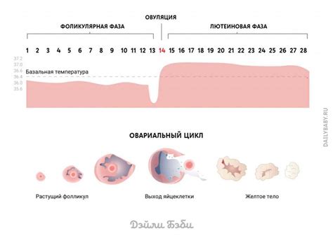 Точное время овуляции