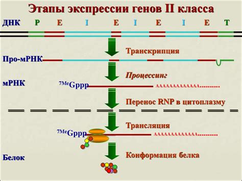 Транскрипция генов