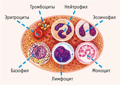 Тромбоциты и моноциты