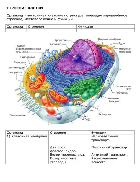 Убивающие органеллы: как клеточные структуры могут быть убийцами