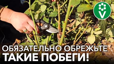 Удаление отцветших цветов