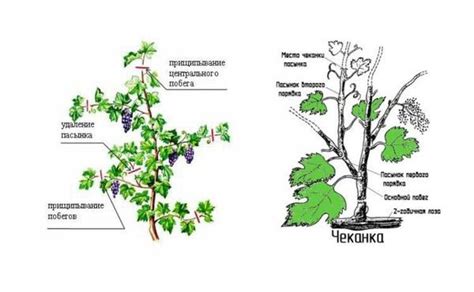 Удаление пораженных частей растения