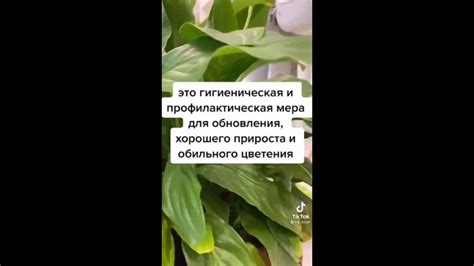 Удаление сухих и поврежденных листьев