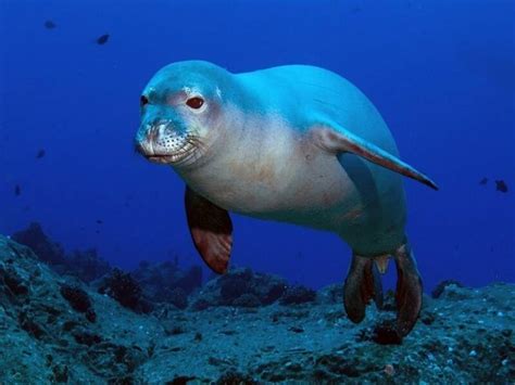 Удивительное разнообразие морских животных