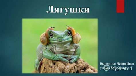 Удивительные создания в воде