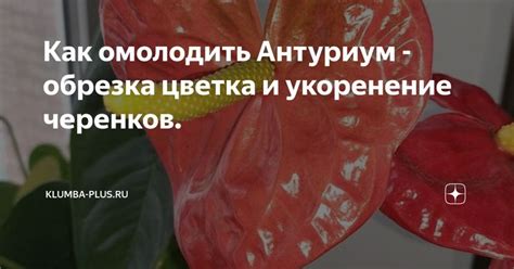 Укоренение отцветшего цветка