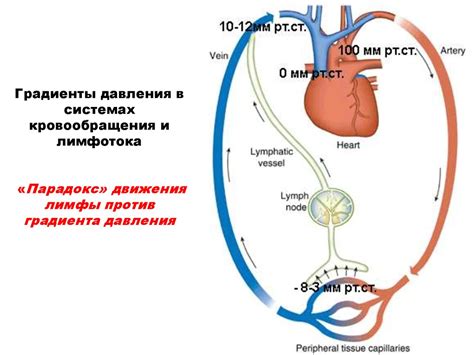 Улучшение кровообращения и лимфотока