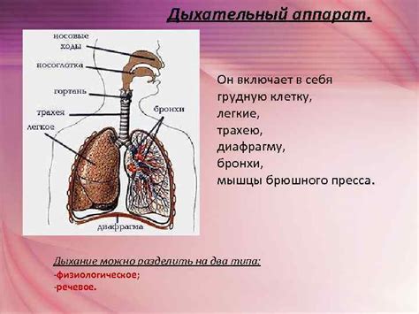 Улучшение речевого аппарата