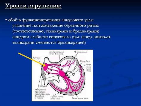 Улучшение сердечного функционирования: