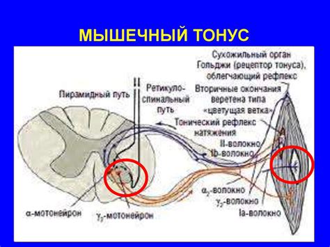 Уменьшение мышечного тонуса