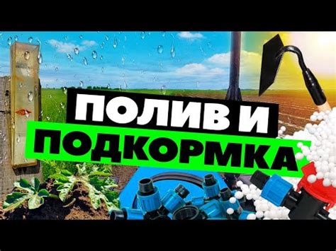 Умеренный полив и подкормка