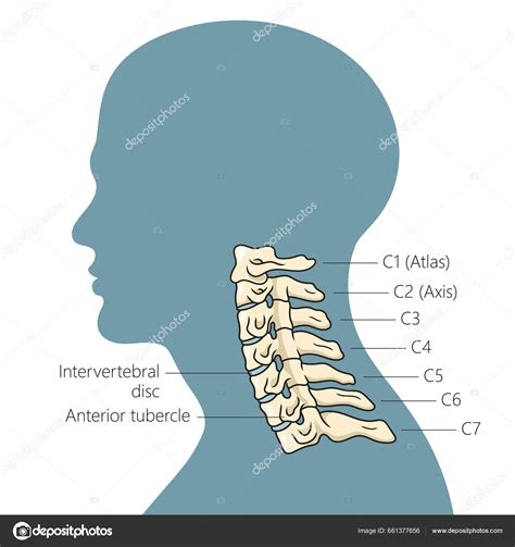 Уникальная структура шейного отдела
