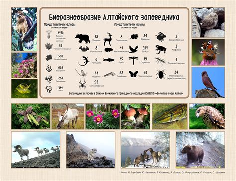 Уникальная фауна и флора Восточных границ Сибири