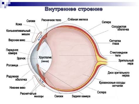 Уникальное строение глаза