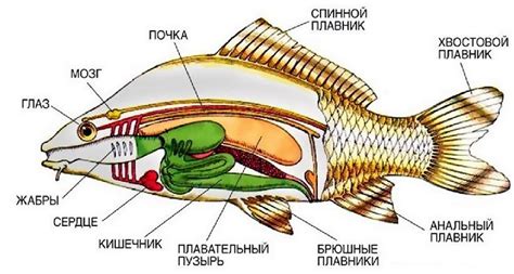 Уникальные рыбы, отличающиеся строением тела