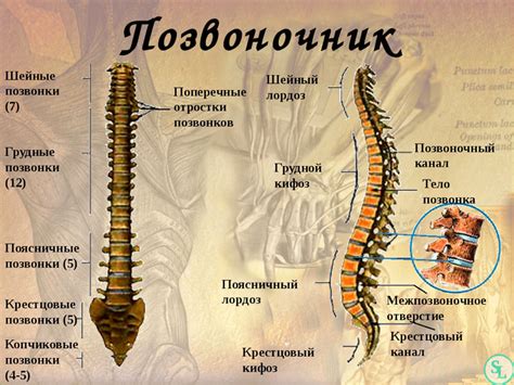 Уникальные структуры позвоночника