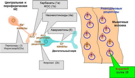 Уникальный механизм действия