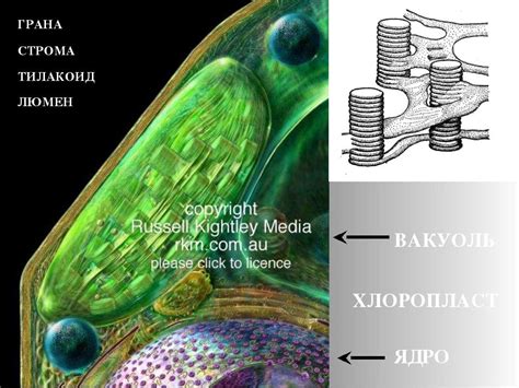 Уровень хлорофилла и цветовых пигментов в растениях