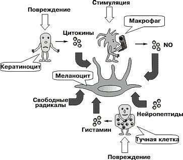 Усиление синтеза меланина