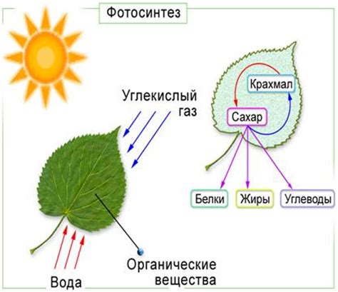 Усиление фотосинтеза