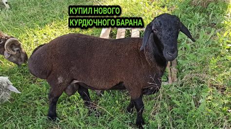 Установка нового барана