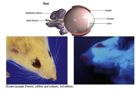 Устройство глаз у крыс