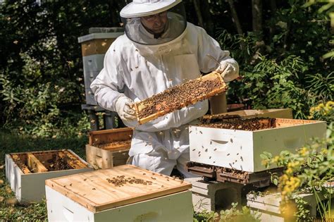 Уход за пчелами и личинками