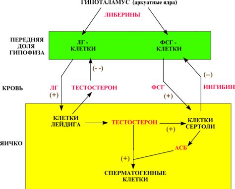 Участие в гормональной регуляции