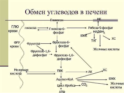 Участие печени в продукции глюкозы