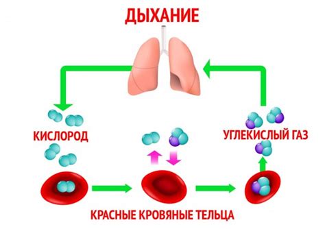 Участие углекислого газа в дыхании