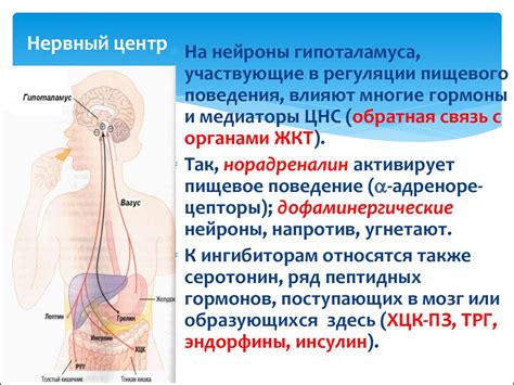 Участие углекислого газа в регуляции температуры тела