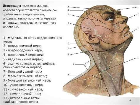 Учет анатомических особенностей шеи