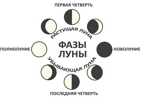 Учет фаз луны в садоводстве и огородничестве