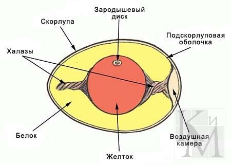 Ущербная структура яйца