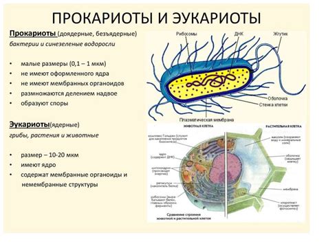 У прокариот и эукариот