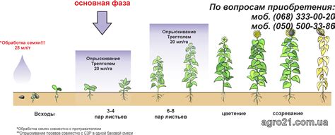 Фазы созревания