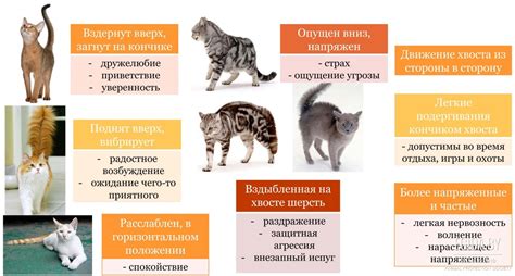Факторы, влияющие на поведение котов