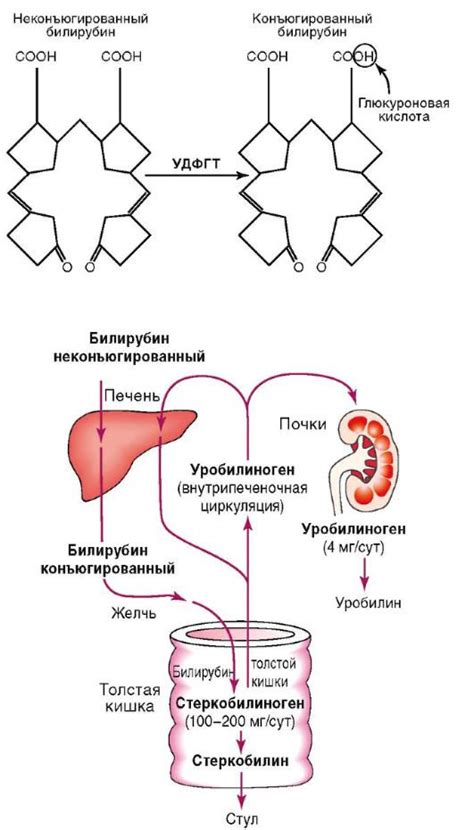 Факторы, способствующие увеличению билирубина