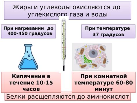 Ферментативный процесс в клетках