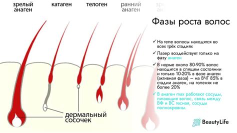 Физиологические аспекты роста волос