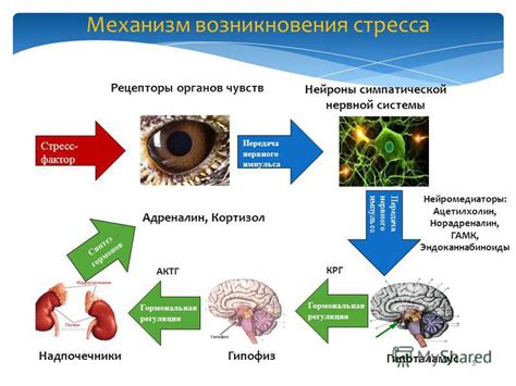 Физиологические механизмы взаимосвязи стресса с сахаром в крови