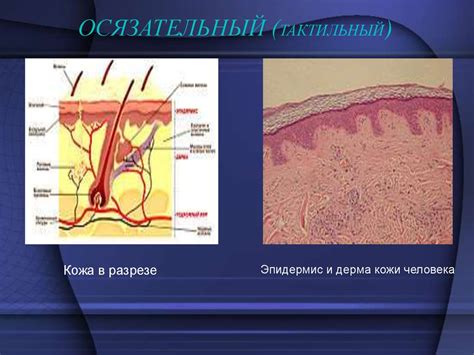 Физиологические основы мурлыкания