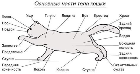 Физиологические особенности кошек