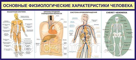 Физиологические характеристики человека